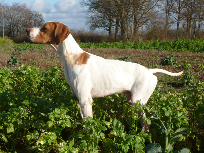 Chiens à vendre Chiens à vendre