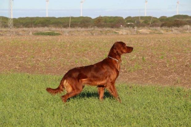 Mascotte de l\'Anse de Ty Roux