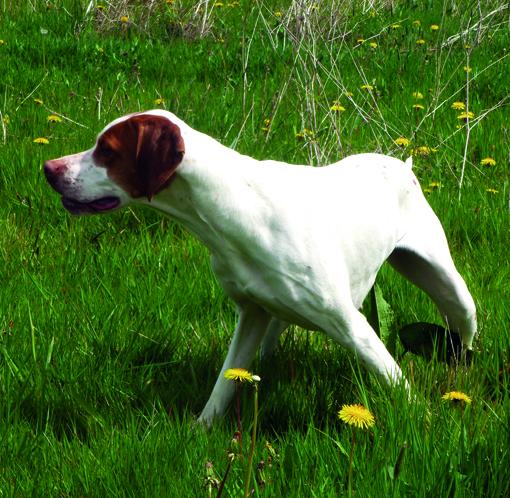 Gwenn de la Diane de Belrem