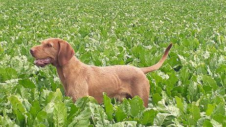 Coolus : 2me ex pour Le Kaastar