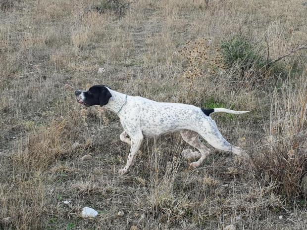 Tolède : chasse et entrainement des jeunes...