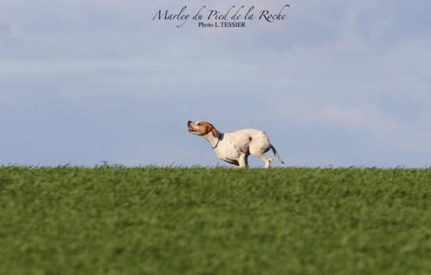 Marley 1er excellent