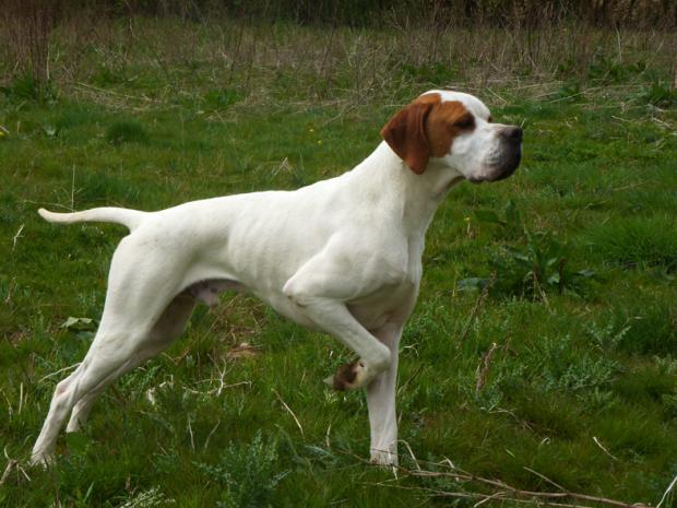 Hopper des Chevêches