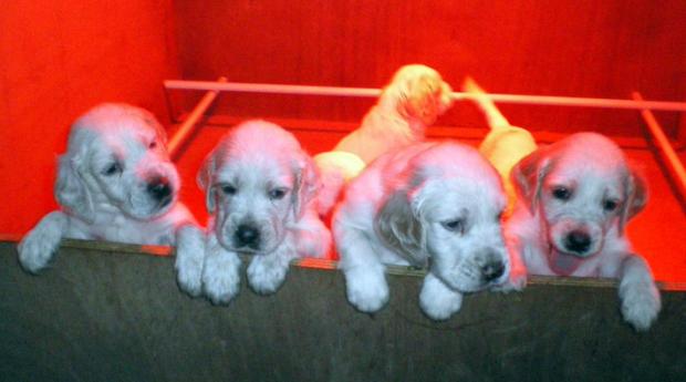 Portée de setter anglais de hautes lignées