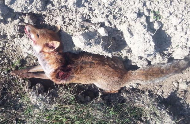 Nom d'un chien, heu, non plutôt nom d'un ... renard ! !