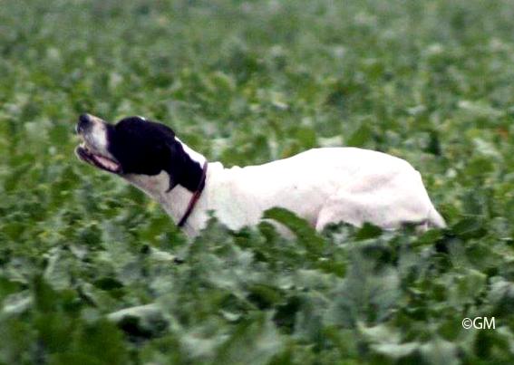 Démon, champion d'automne
