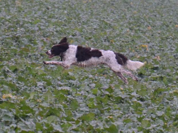 CACT en gibier naturel pour Douky et Colette
