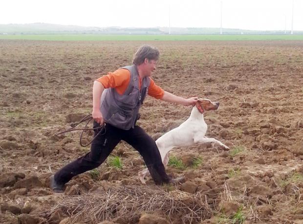 Tout va bien, les chiens progressent...