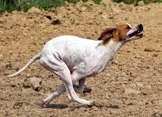 Giotto, champion d'Europe !