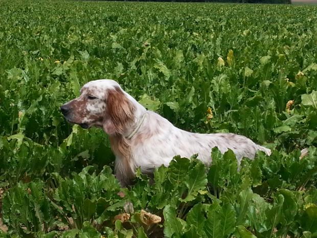 Andechy : CACT pour Far-West, RCACIT pour Gucci,...