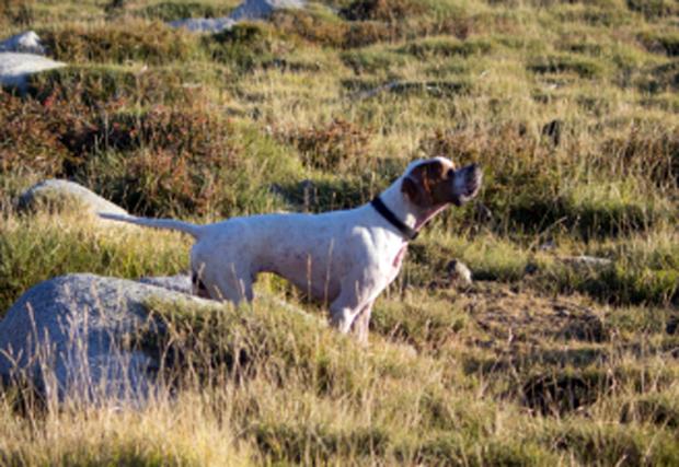 Hastro, un régal à la chasse...