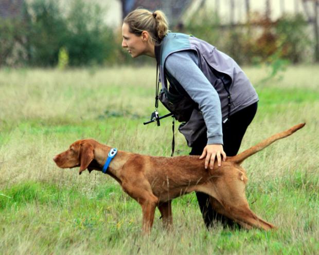 Dressage chasse et découverte des espoirs...