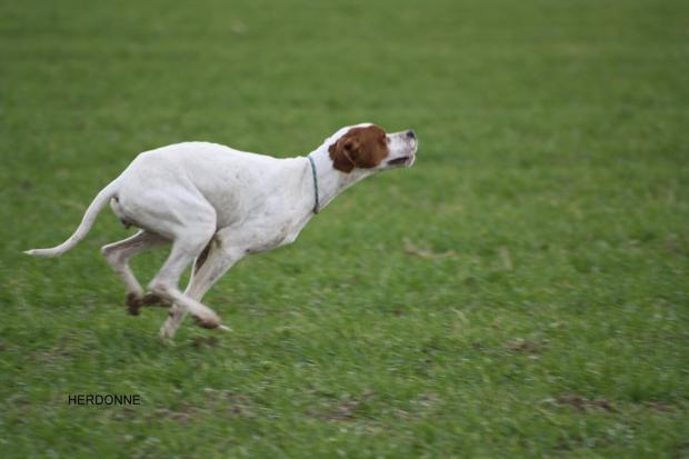 En quête de chasse, RCACT pour Herdonne !