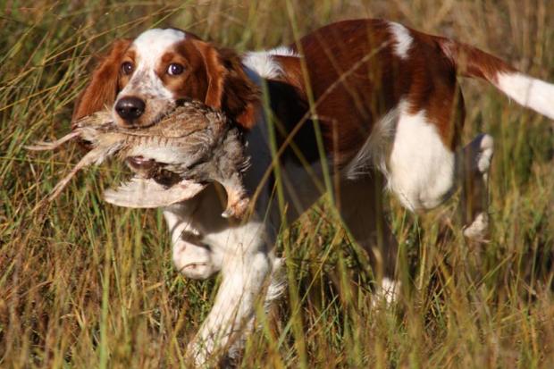 Tous les chiens de chasse....