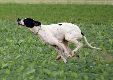 Irun des Chevêches